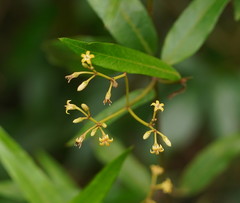 Parsonsia brownii