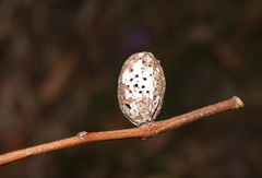 Apiomorpha