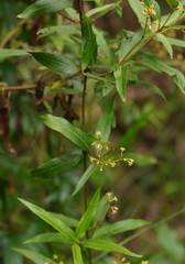 Parsonsia brownii