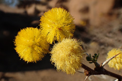 Acacia nebrownii image