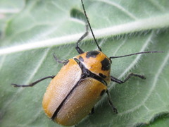 Cryptocephalus peliopterus
