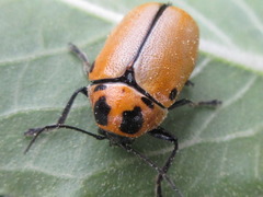 Cryptocephalus peliopterus