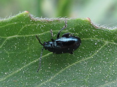 Altica oleracea