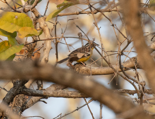 Cabanis's Bunting (Emberiza cabanisi), photo 9
