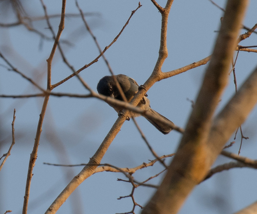 Rufous-bellied Tit (Melaniparus rufiventris), photo 5