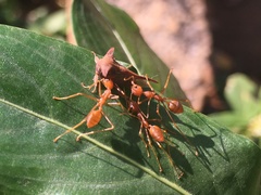 Oxyrhachis