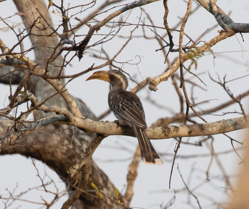 Pale-billed Hornbill (Lophoceros pallidirostris), photo 6