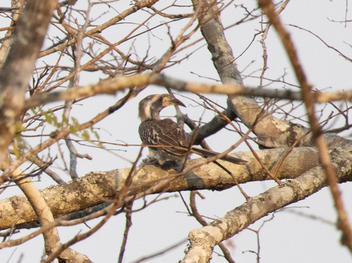 Pale-billed Hornbill (Lophoceros pallidirostris), photo 5