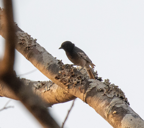 Rufous-bellied Tit (Melaniparus rufiventris), photo 3