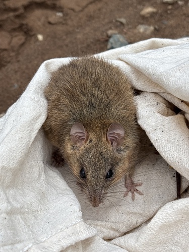 Fawn-footed Melomys