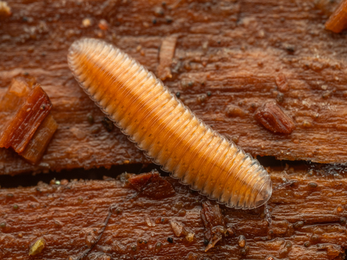Octomena Genus Octoglena · iNaturalist