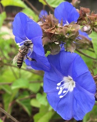 Jacquemontia pentanthos