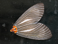 Neochera marmorea