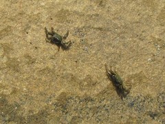 Grapsus albolineatus