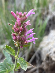 author not stated, no rights reserved Agastache pallidiflora, photograph author not stated, no rights reserved