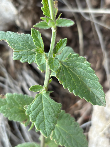 Agastache pallidiflora, photograph 6