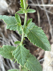 Agastache pallidiflora, photograph author not stated, no rights reserved