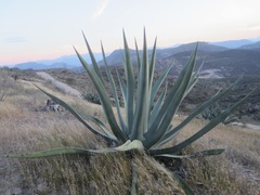 Agave mapisaga