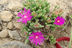Delosperma lavisiae