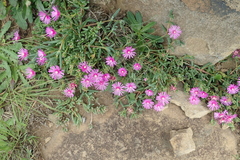 Delosperma lavisiae