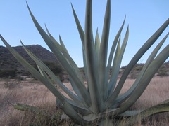 Agave mapisaga