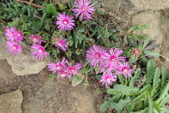 Delosperma lavisiae