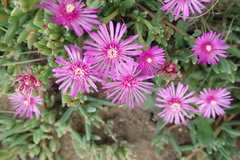 Delosperma lavisiae