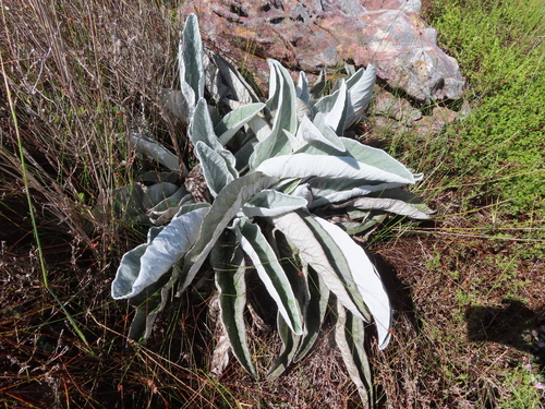 Giant Tinderleaf (Hermas gigantea)