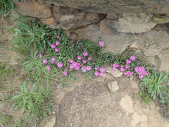 Delosperma lavisiae