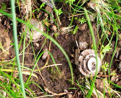 Medicago orbicularis