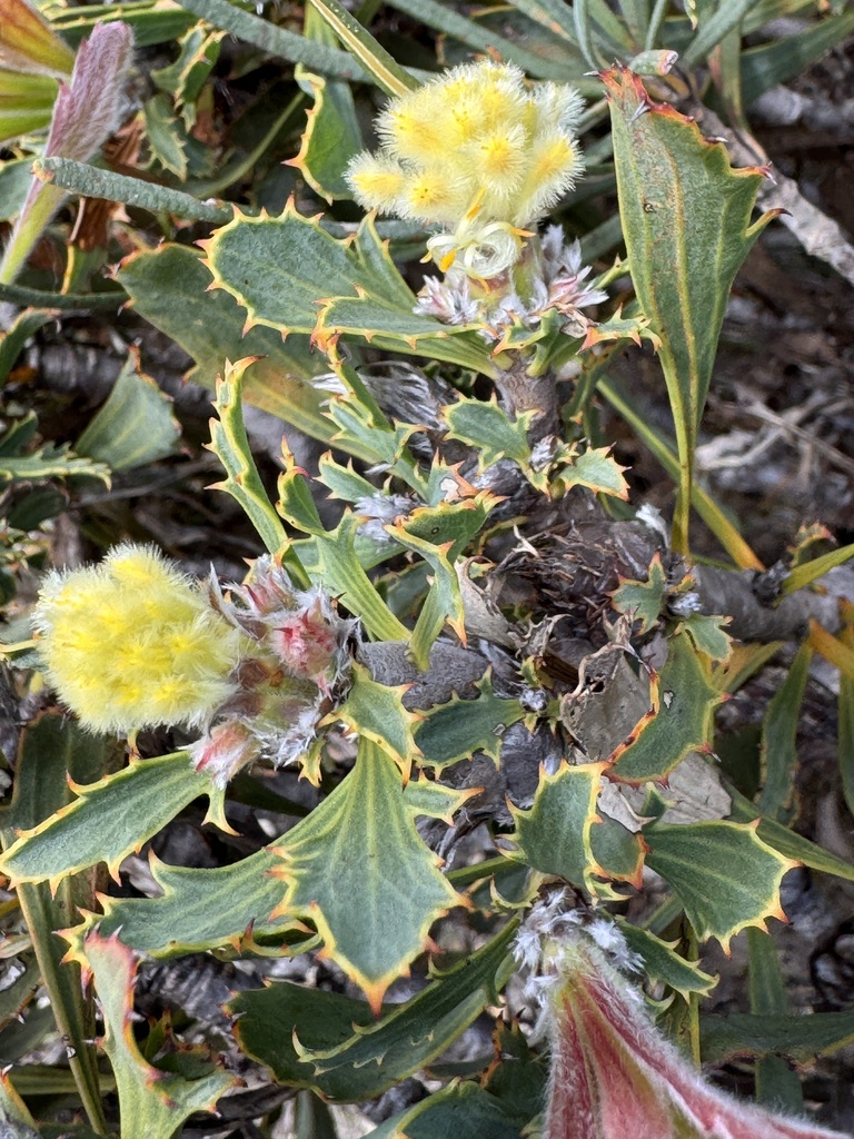 Petrophile aculeata