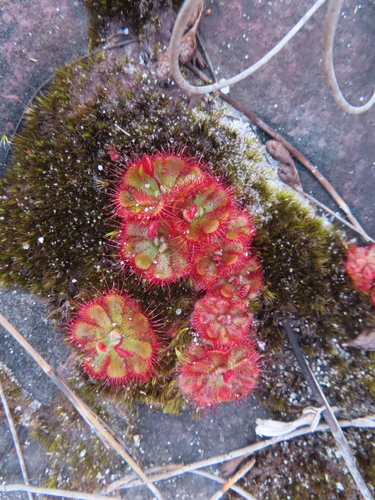 Drosera cuneifolia
