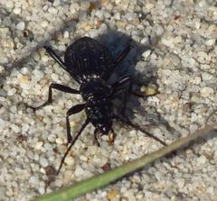 Gonogenia