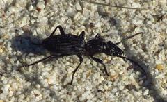 Gonogenia