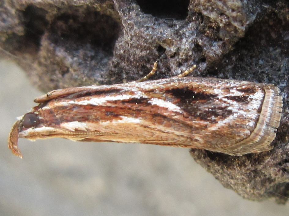 Spatulipalpia albistrialis
