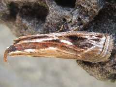Spatulipalpia albistrialis