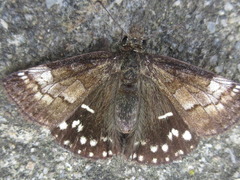 Erynnis montanus