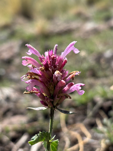 New Mexico Giant Hyssop (Agastache pallidiflora)