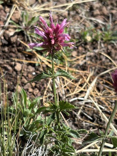 Agastache pallidiflora, photograph 4
