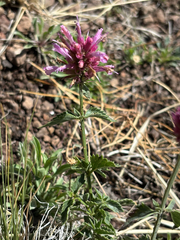 author not stated, no rights reserved Agastache pallidiflora, photograph author not stated, no rights reserved