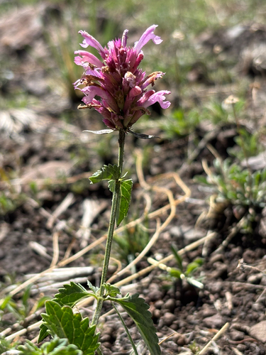 Agastache pallidiflora, photograph 3