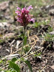author not stated, no rights reserved Agastache pallidiflora, photograph author not stated, no rights reserved