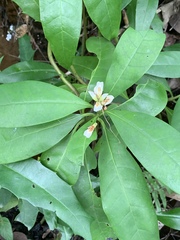 Acanthus ebracteatus