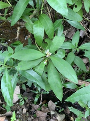 Acanthus ebracteatus