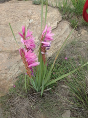 Watsonia lepida