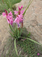 Watsonia lepida