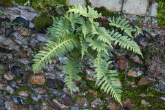 Polypodium interjectum