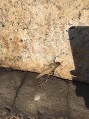 Anacridium aegyptium