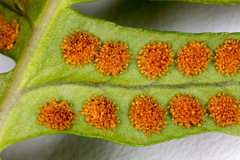 Polypodium interjectum