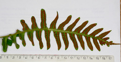 Polypodium interjectum